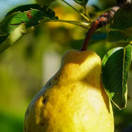 Studenac Mionica * Sevrljuge