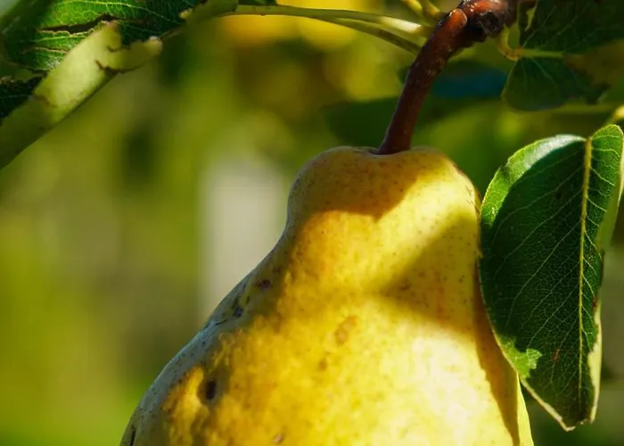 Studenac Mionica * Sevrljuge